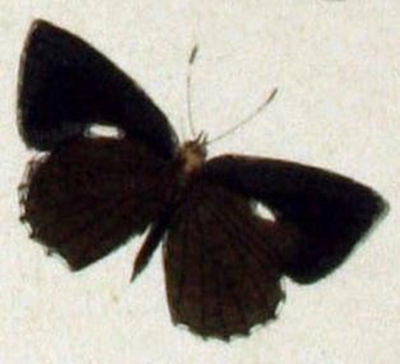 Allotinus major male