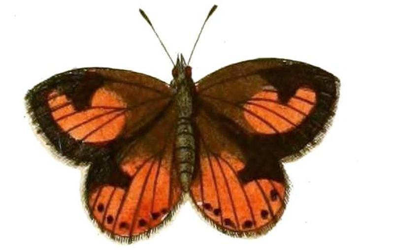 Aloeides pierus