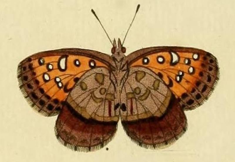 Aloeides pierus1