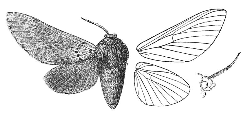 AlompraFerruginea