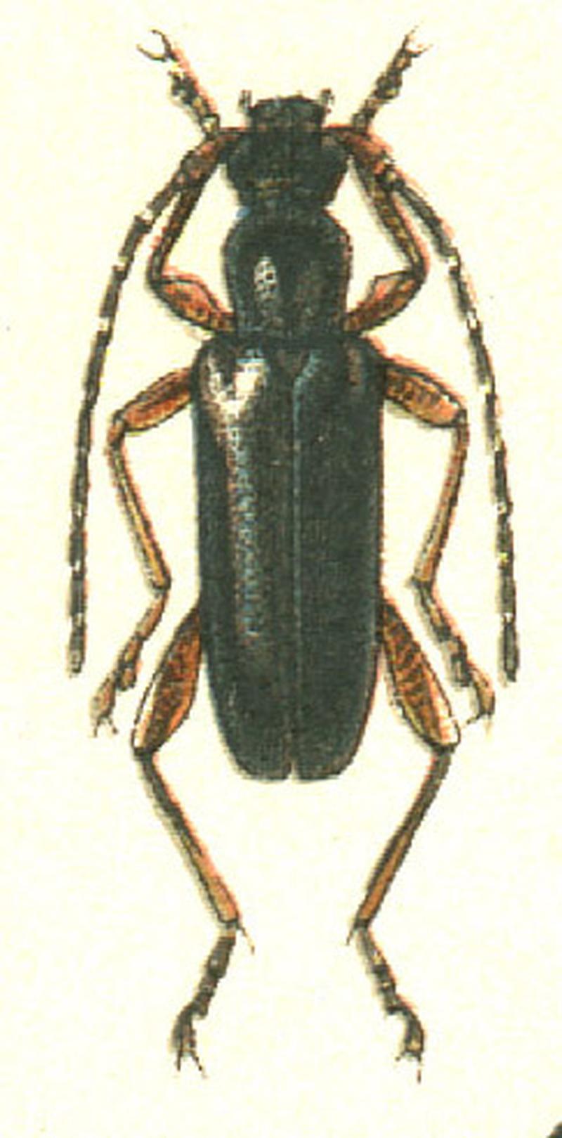 Alosterna ingrica