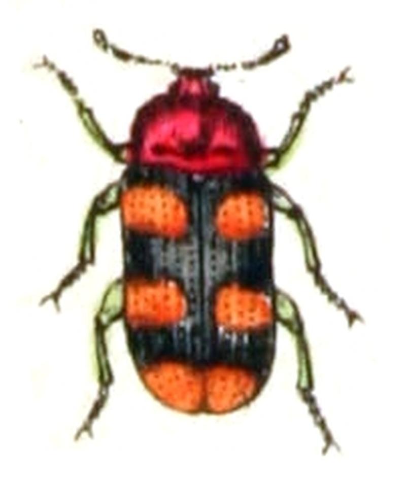 Alphitophagus.bifasciatus.-.calwer.46.28