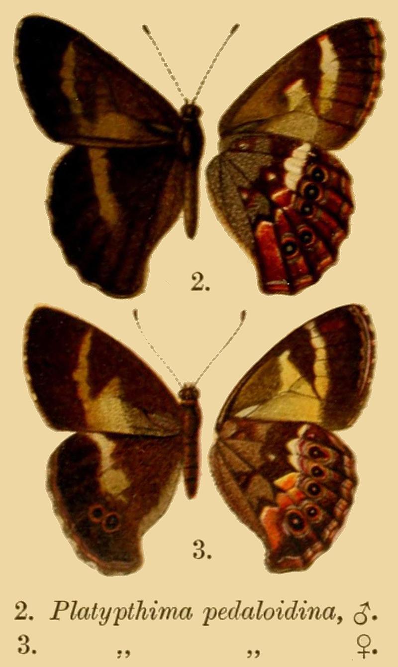 Altiapa pedaloidinaMaleFemale1915OD