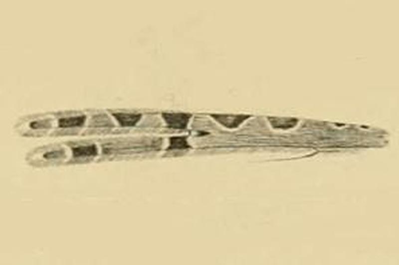 Alucita grammodactyla