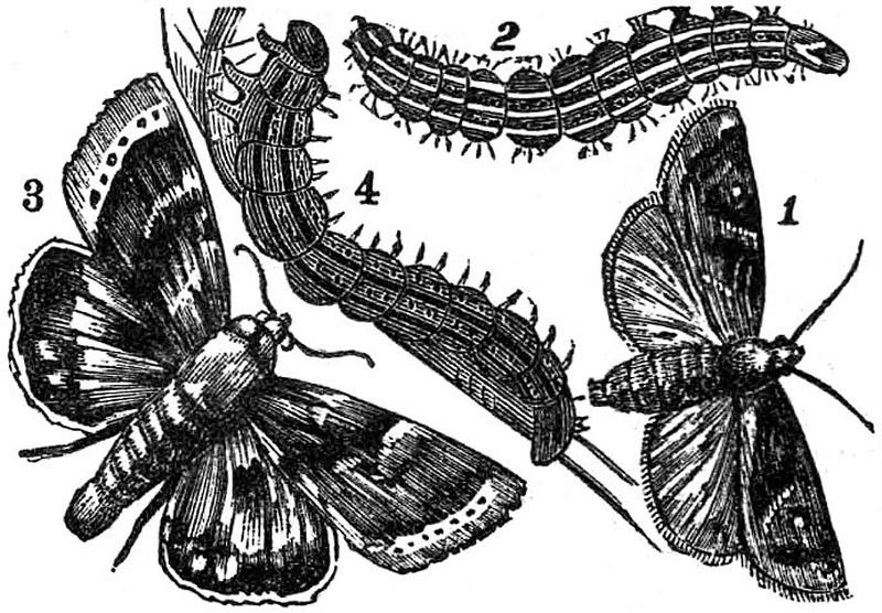 AmCyc Cotton Worm