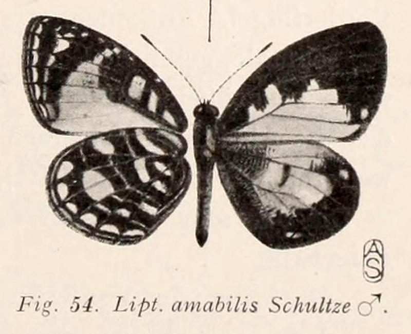 Liptena amabilis from original description