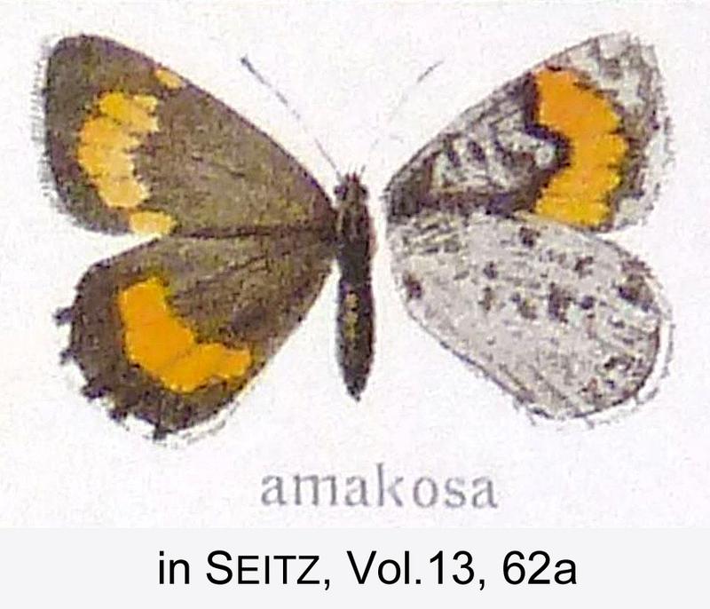 Amakosa inSeitzVol13