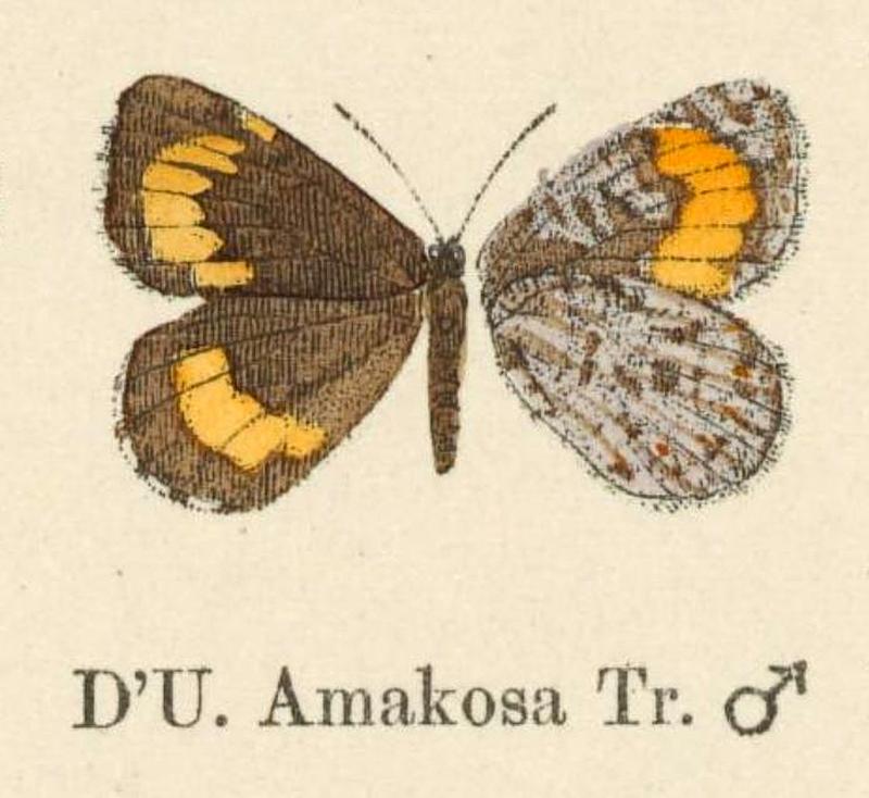 Amakosa inStaudingerSchatz1888