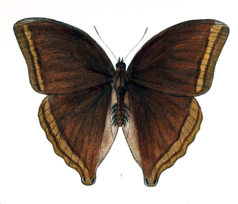 AmathusiaPhidippus146 1