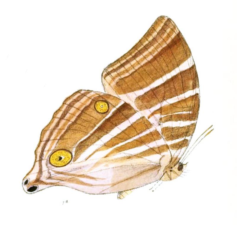 AmathusiaPhidippus146 1a