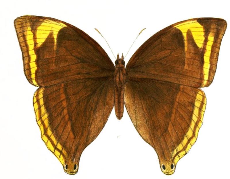 AmathusiaPhidippus146 1e