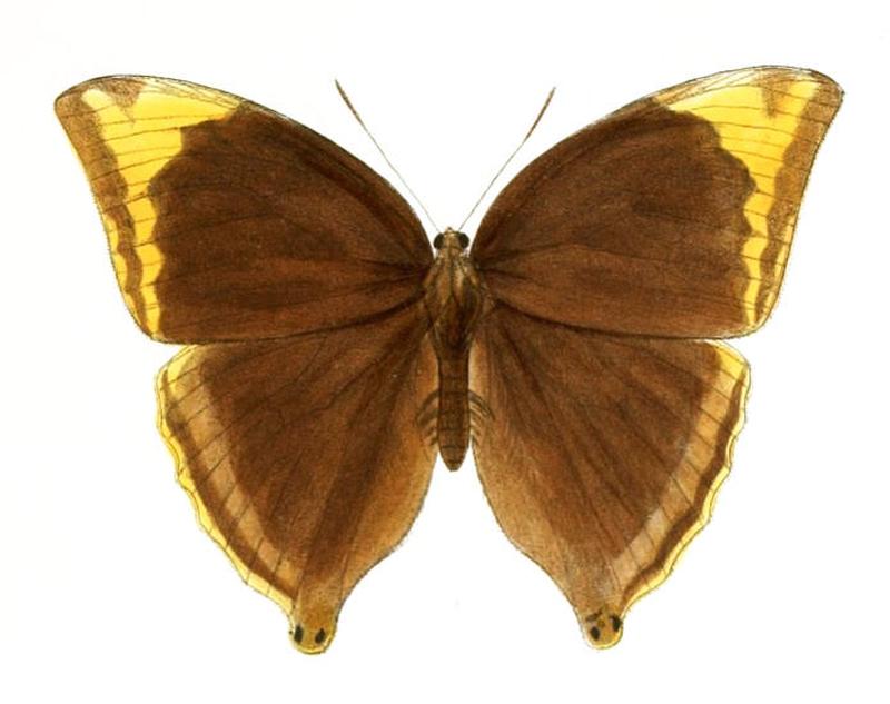 AmathusiaPhidippus147 1