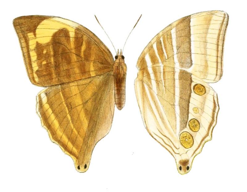 AmathusiaPhidippus147 2