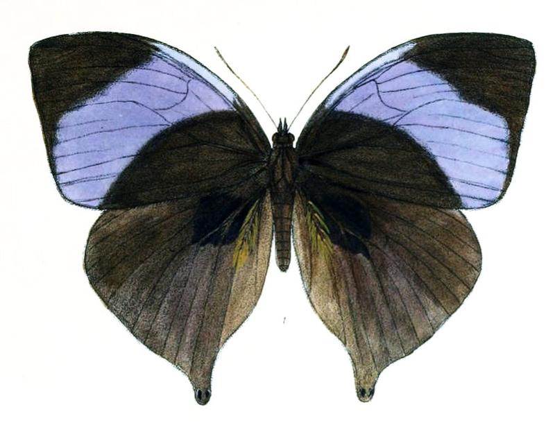 AmathuxidiaAmythaon145 1
