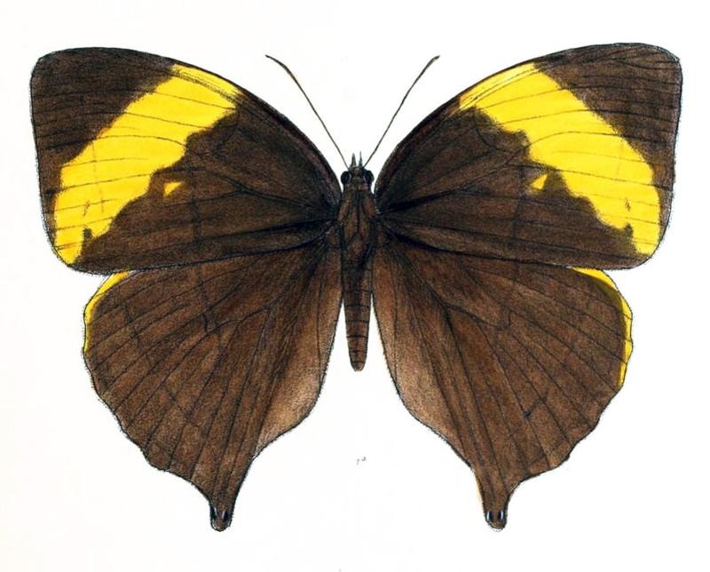 AmathuxidiaAmythaon145 1a