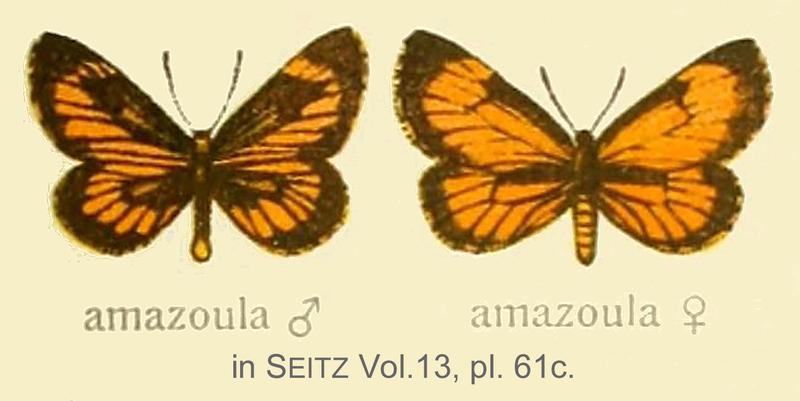 Amazoula inSeitzVol13