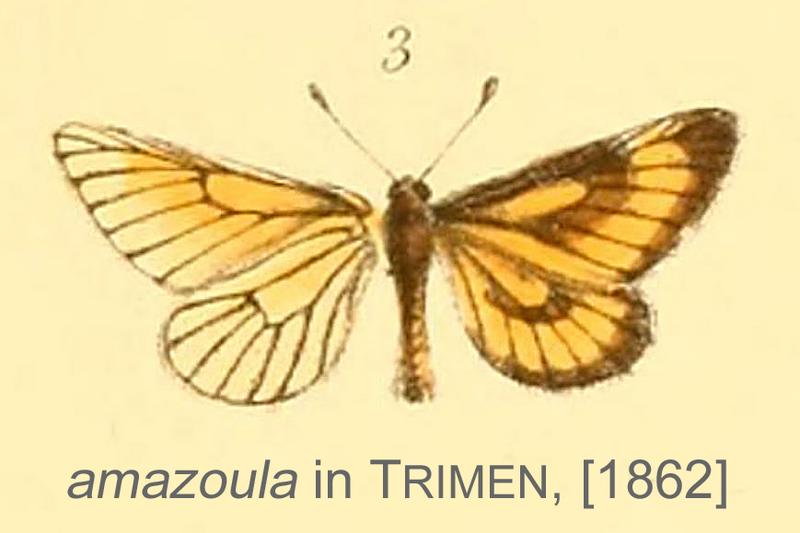 Amazoula inTrimen1862