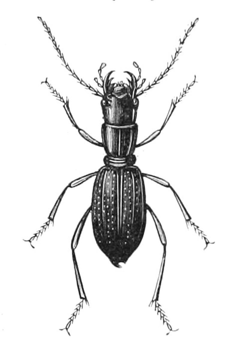 Amblycheila cylindriformis