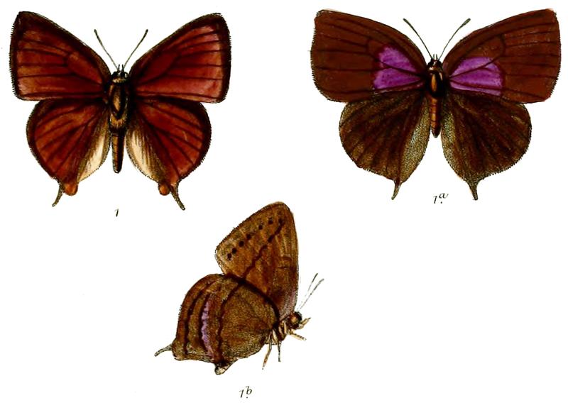 AmblypodiaAnita 671 1 Knight