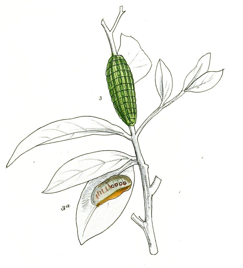 AmblypodiaAnita 705 3 Fitch