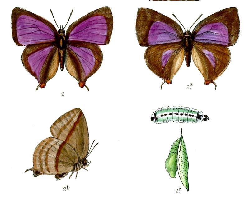 AmblypodiaNarada 670 2 Knight