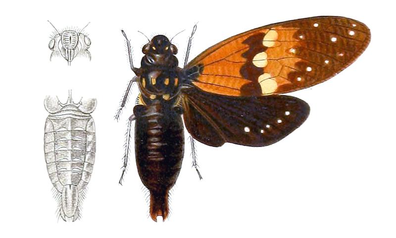 Ambragaeana stellata Distant 1914