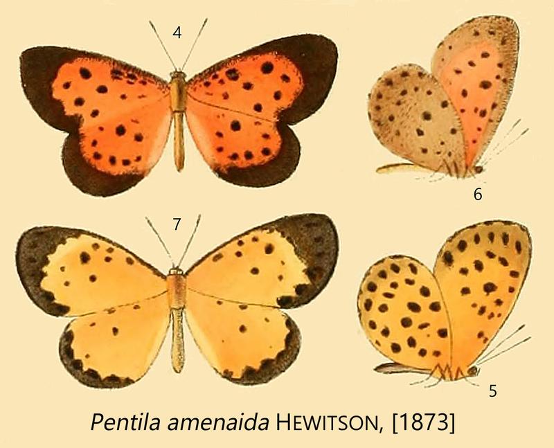 amanaida from original description