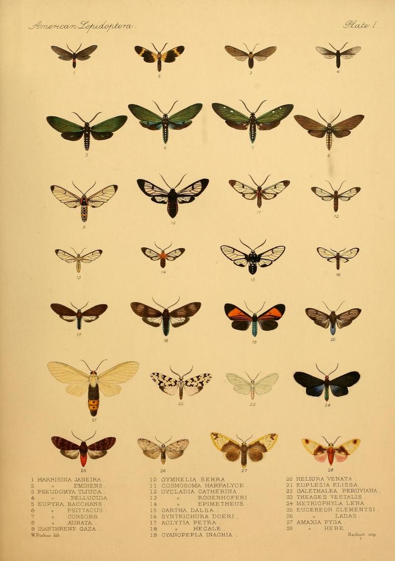 American Lepidoptera (9491961137)