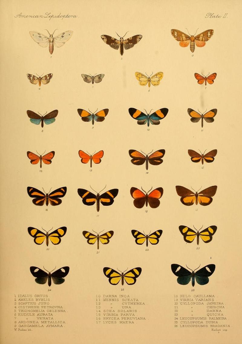 American Lepidoptera (9494762436)