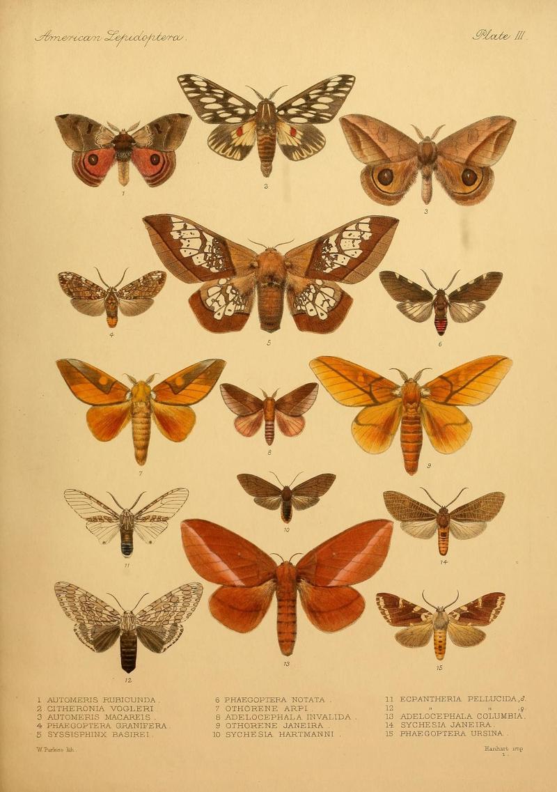 American Lepidoptera (9494763164)