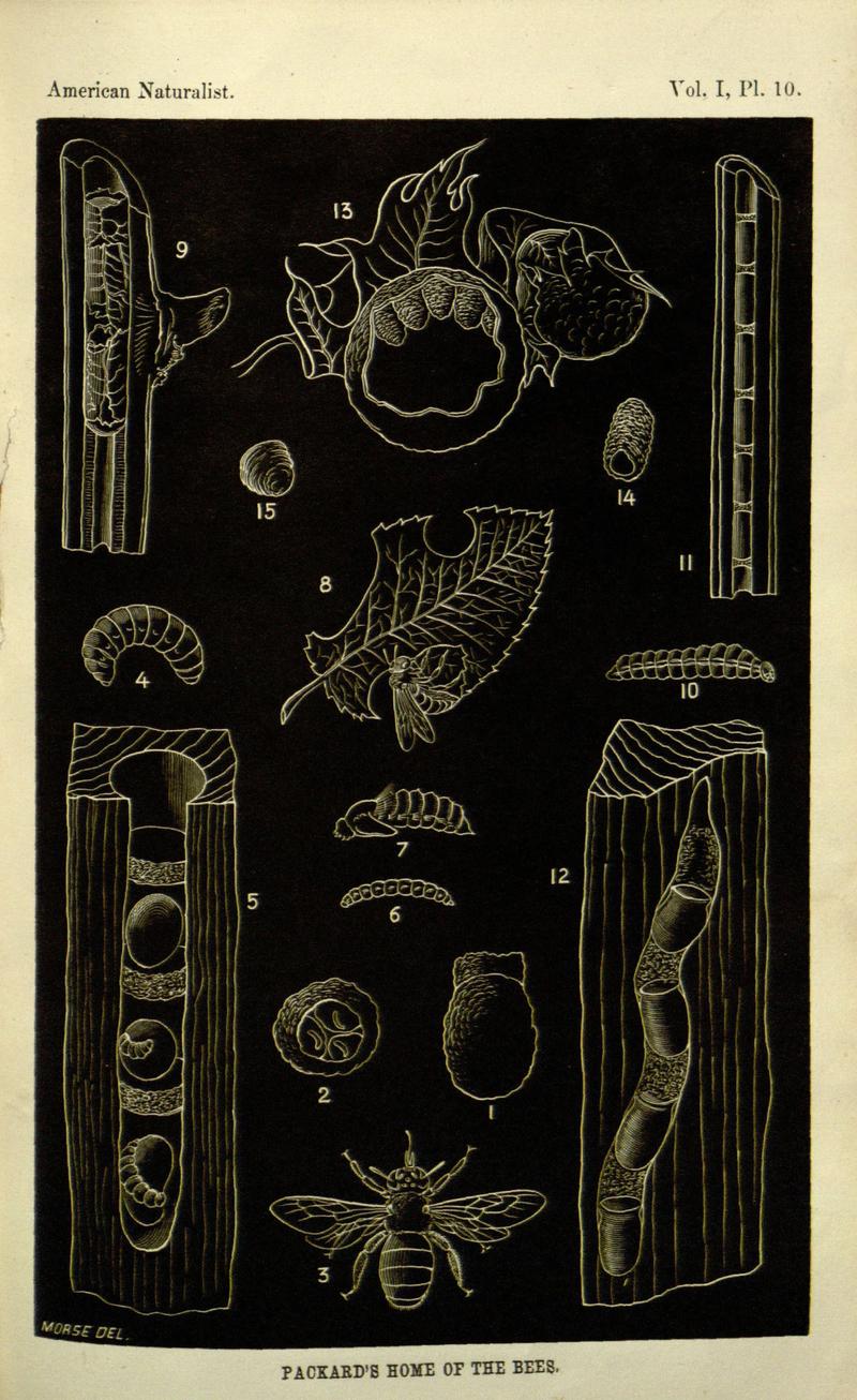 American Naturalist Volume 1 Plate 10