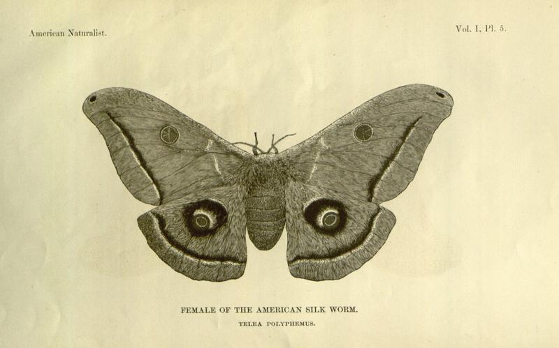 American Naturalist Volume 1 Plate 5