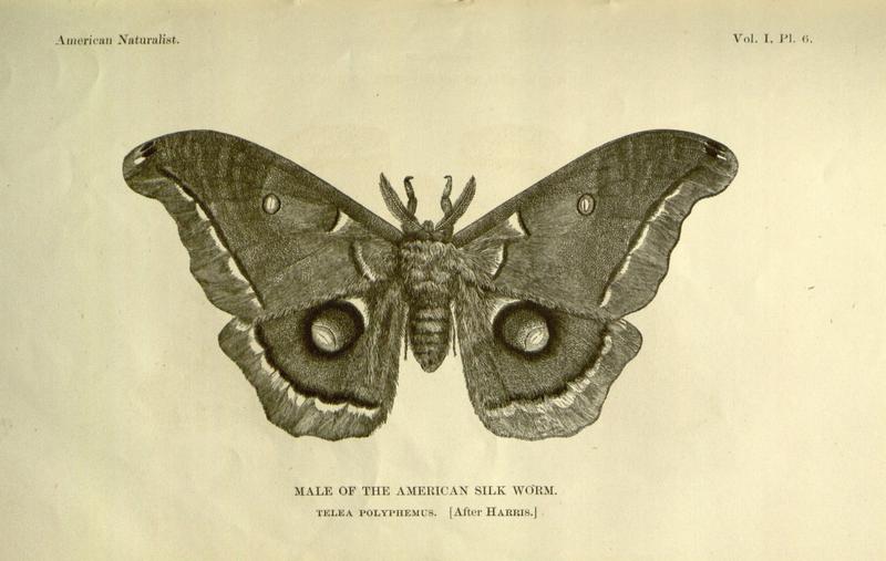 American Naturalist Volume 1 Plate 6