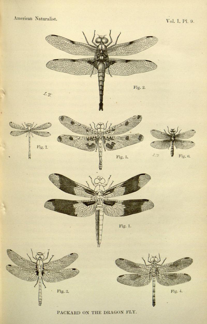 American Naturalist Volume 1 Plate 9