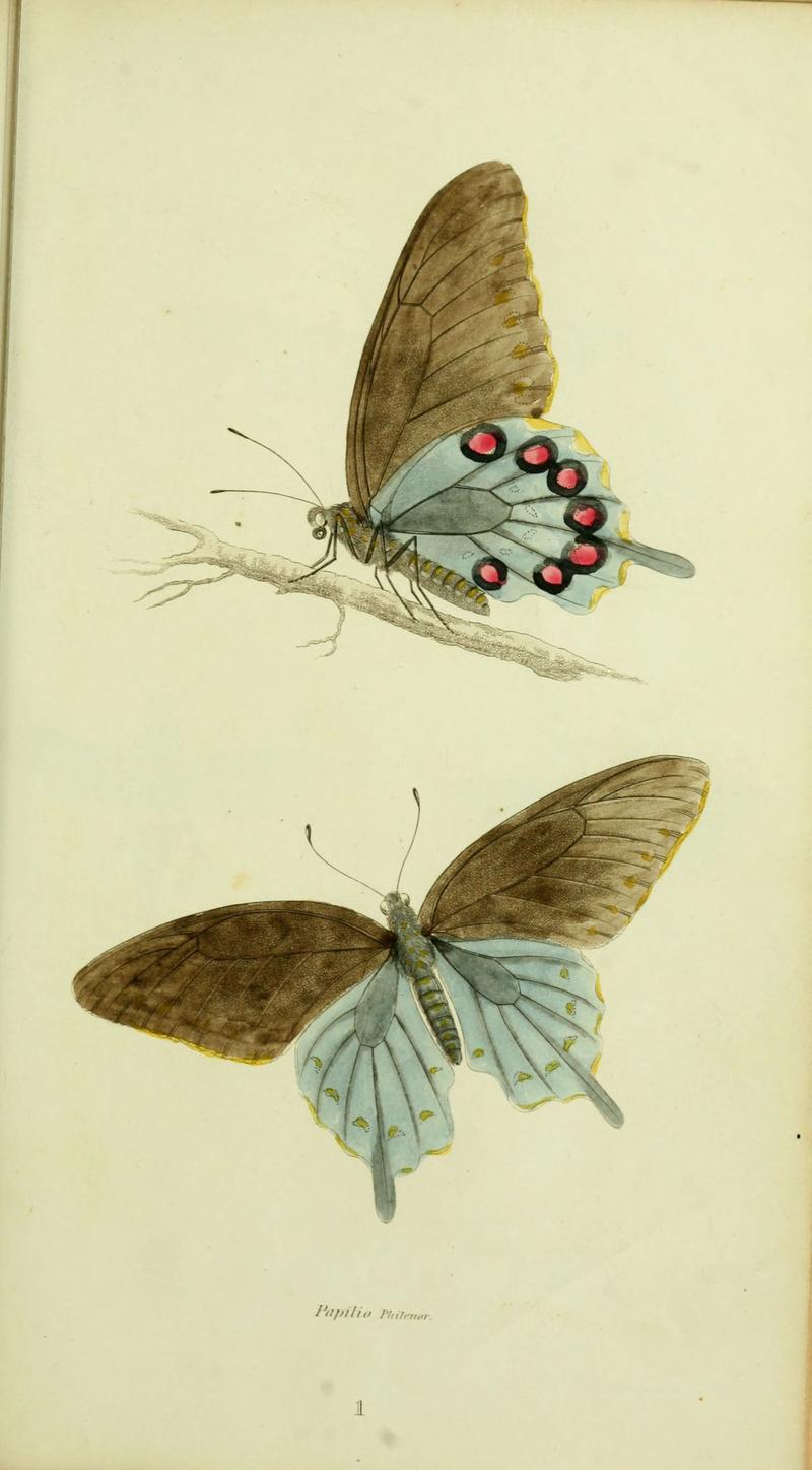 American entomology (Plate 1) (6026020927)