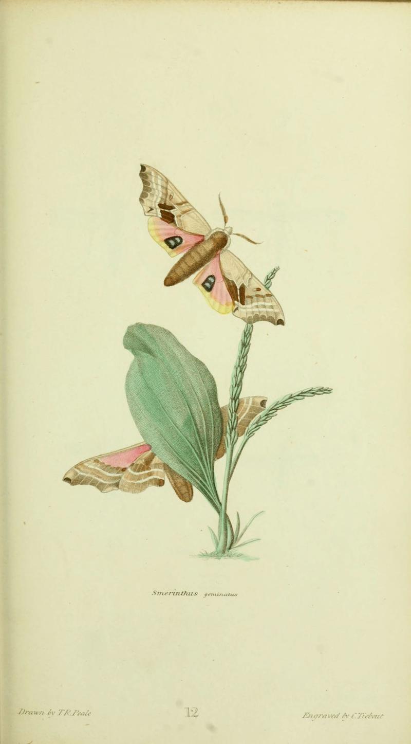American entomology (Plate 12) (6026024109)
