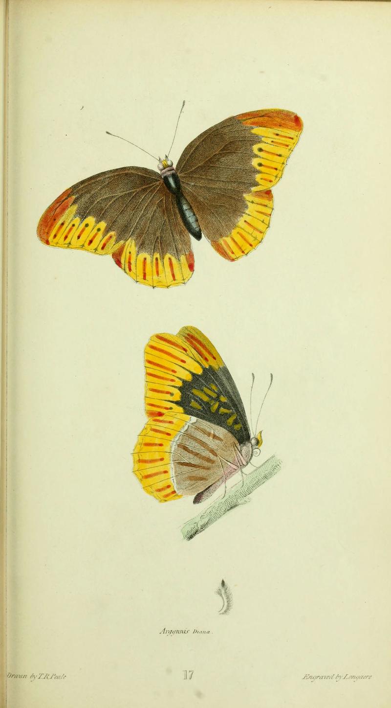 American entomology (Plate 17) (6026025935)