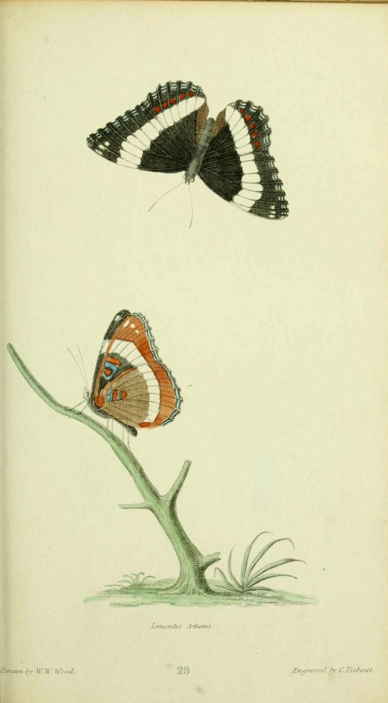 American entomology (Plate 23) (6026582606)