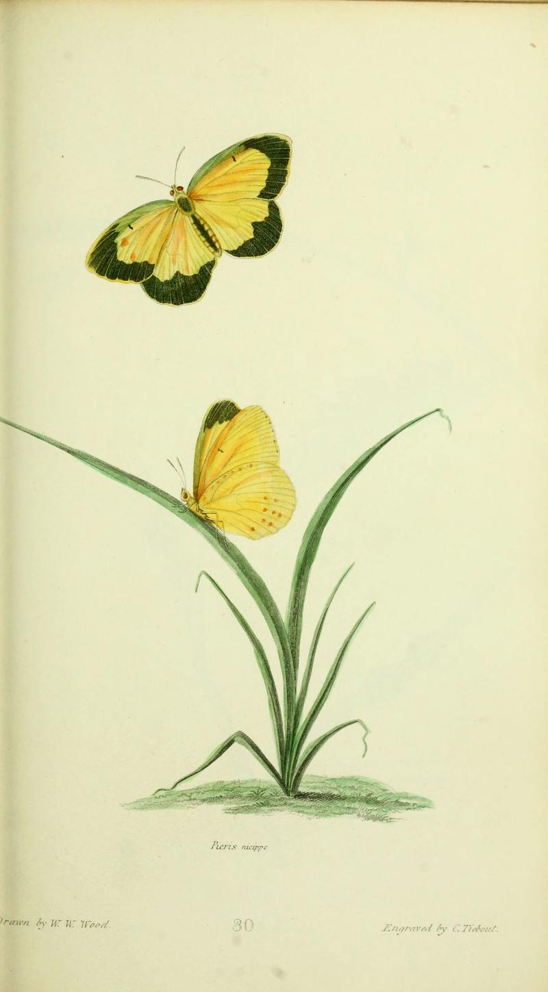 American entomology (Plate 30) (6026584948)