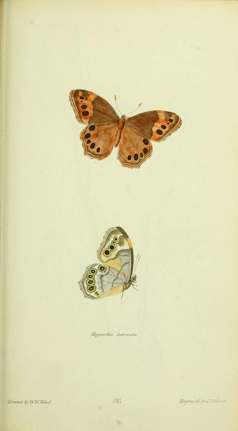 American entomology (Plate 36) (6026586826)
