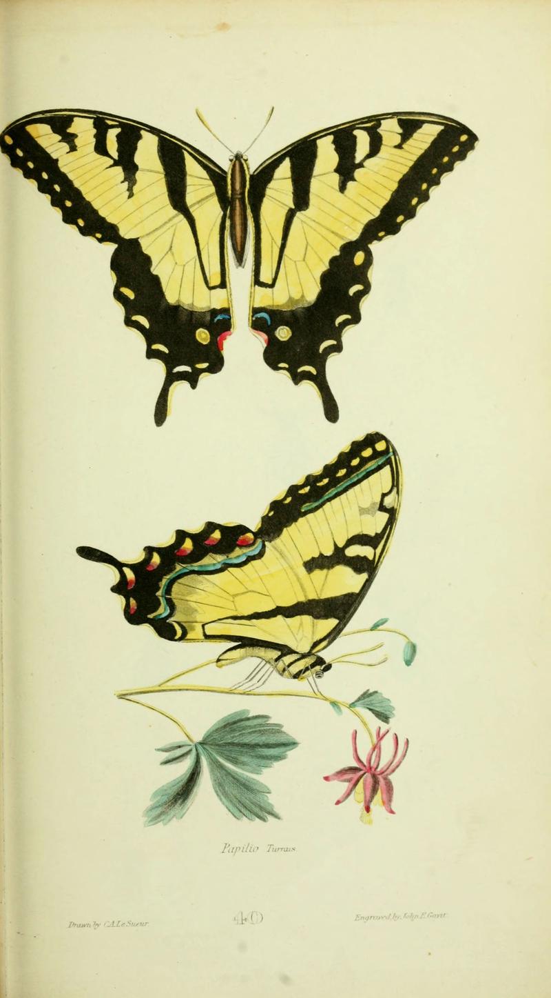 American entomology (Plate 40) (6026032895)