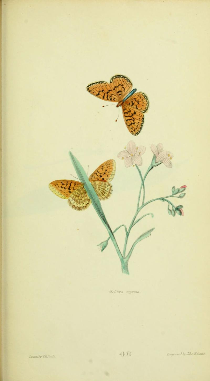 American entomology (Plate 46) (6026034527)