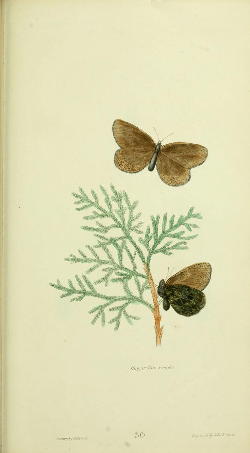 American entomology (Plate 50) (6026590966)