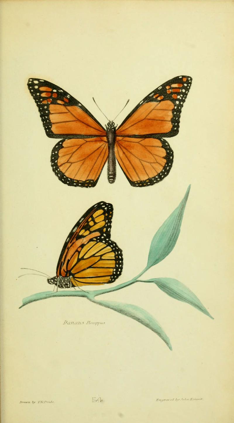 American entomology (Plate 54) (6026036855)