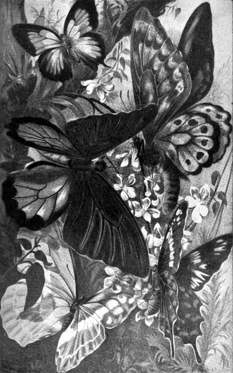 Americana 1920 Butterfly - Butterflies