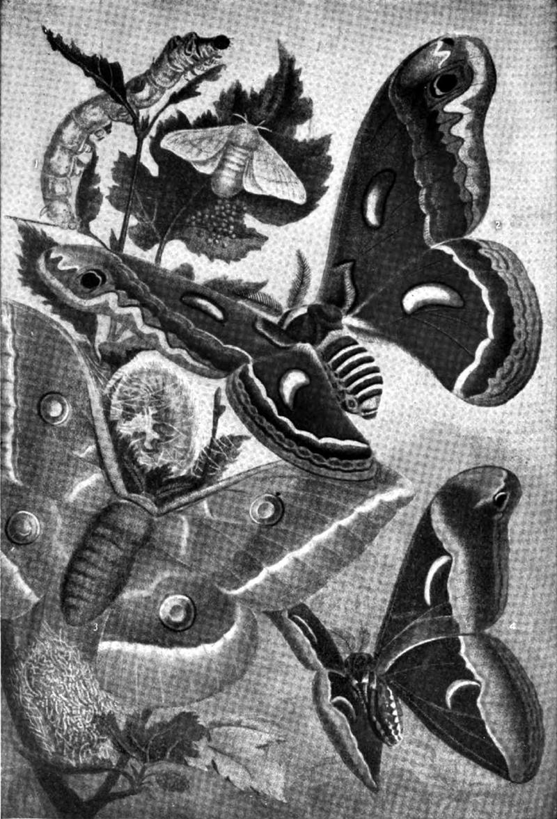 Americana 1920 Butterfly - Butterflies and Moths (b&w)