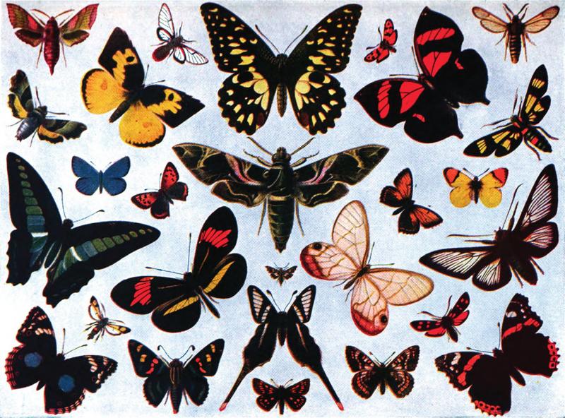 Americana 1920 Butterfly - Butterflies and Moths (color)