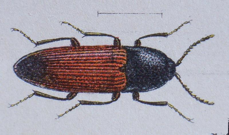 Ampedus balteatus Reitter
