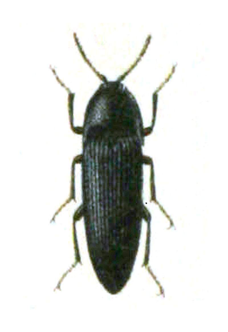Ampedus nigerrimus Reitter