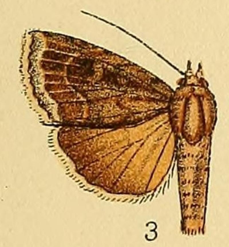 Amphipyra alpheraci